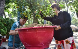 Trăm hoa đã về các chợ, người dân mua chưng Tết sớm