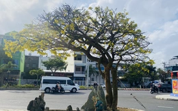 Chợ mai xuân Đà Nẵng thưa vắng những 'anh tài'