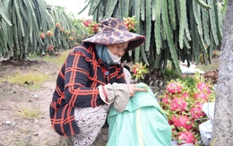 Thanh long nghịch vụ ở Đồng Tháp rớt giá cận Tết, nhà vườn buồn hiu