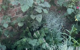 Mắt thần mới thấy được con chó ở đâu