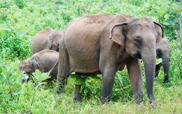 Bí ẩn màu sắc: Vì sao động vật có vú hiếm khi rực rỡ như chim và cá?