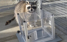 Khoa học bất ngờ phát hiện gấu mèo ‘mê’ giải đố