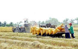 Thủ tướng yêu cầu tăng thu mua lúa, không để nông dân bị ép giá