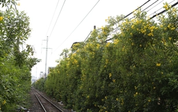 Hoa huỳnh liên nở rực trên nhiều tuyến đường tại TP.HCM