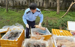Phát hiện, tiêu hủy hơn 2,6 tấn nội tạng động vật không rõ nguồn gốc