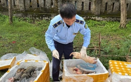 Phát hiện, tiêu hủy hơn 2,6 tấn nội tạng động vật không rõ nguồn gốc