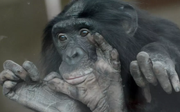 Sốc: Vượn bonobo 'hiền lành' hóa ra rất dữ, chuyên bắt nạt con đực