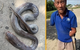 Dân mạng gọi cụ ông kẹp rắn hổ mang về nhà sau khi bị cắn là Dương Quá