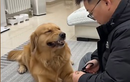 Chú chó cười duyên khi bị sen nhắc nhở