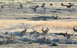 Thỏ hoang bùng nổ, Úc đau đầu với 'đội quân' hơn 200 triệu con