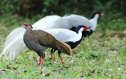 Công an TP.HCM khởi tố người nuôi trái phép 66 gà lôi