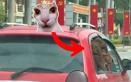 Tài xế dùng ô tô 5 chỗ chở hai con bò