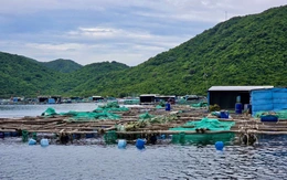 Chính quyền buộc tháo dỡ các lồng bè tại khu vực Hòn Nưa trong vịnh Vũng Rô