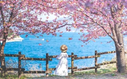 Khách Việt mạnh tay chi tiền mua tour ngắm hoa anh đào Nhật Bản