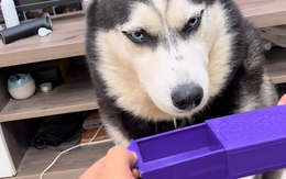 Husky cười khoái chí trước màn ảo thuật của sen