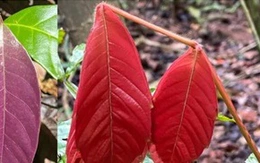 Chiêu ngụy trang tinh vi của muồm muỗm khiến khoa học bất ngờ