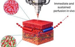 Phát triển mô cấy ghép in 3D giúp phục hồi tổn thương mô nghiêm trọng