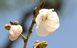 Mùa hoa anh đào chính thức bắt đầu tại ‘đất nước mặt trời mọc’