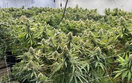 Cần sa không hiệu quả trong điều trị các rối loạn tâm thần phổ biến