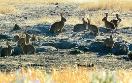 Cách nào xử lý 200 triệu con thỏ hoang ở Úc?