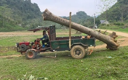 Cô gái một mình đưa cây xoan khủng lên thùng xe