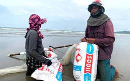 Kiếm tiền triệu mỗi ngày từ nghề cào ốc tép bên bờ biển