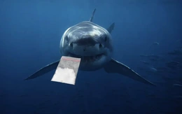 Cá mập nhiễm cocaine: Đại dương đang có chuyện gì?
