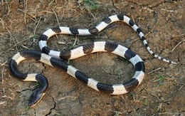 Hành khách đi máy bay hỗ trợ đưa huyết thanh từ TP.HCM ra Huế cứu sống bé gái bị rắn cạp nia cắn