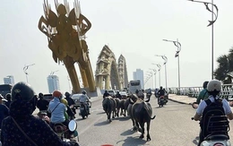 Bầy trâu 'đi lạc' lên cầu Rồng và trung tâm Đà Nẵng, chính quyền đang kiểm tra