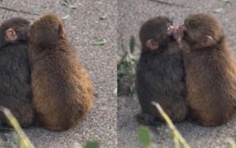 'Chú khỉ cô đơn' Punch chính thức có bạn gái