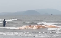 Chôn cất xác cá voi dài 10 mét, nặng khoảng 5 tấn dạt vào bờ biển