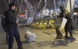 Chú chó Samoyed xỉu ngang khi bị 'tượng người' hù