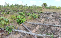 'Dọn sạch' 8ha rừng tự nhiên để trồng mì, lúa, xà cừ