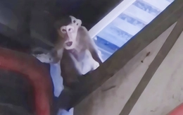 Bắt được 3 con khỉ quậy phá khuôn viên công ty ở xã Xuân Thới Sơn, TP.HCM