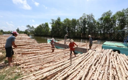 Mùa lái tràm U Minh