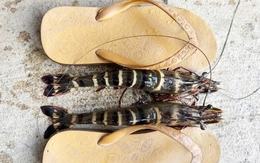 Nông dân Cần Thơ đặt dớn dính cặp tôm sú dài bằng chiếc dép