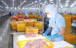 Giá cá tra tăng, người nuôi phấn khởi nhưng lo 'nút thắt' con giống