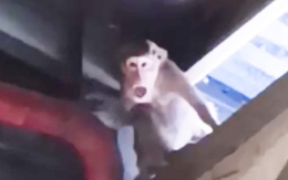 Kiểm lâm TP.HCM bắn gây mê, bắt 3 con khỉ đuôi dài chuyên quậy phá một công ty