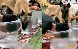 Chú chó cay cú khi bị sen cho ăn cú lừa