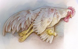 Anime 'gà chiến' được ví như truyền nhân hài hước của 'My Hero Academia'