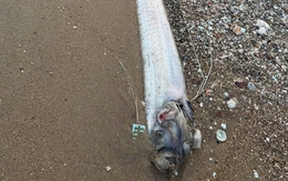 Thêm 1 con cá rồng biển trôi dạt vào vùng biển Bình Thuận