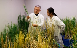 Thử nghiệm biến lúa thành cây trồng lâu năm
