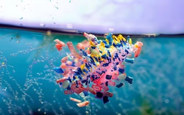 Phát hiện mới: Một thực phẩm quen thuộc giúp loại bỏ vi nhựa khỏi cơ thể