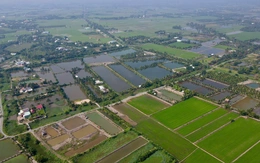 Người dân TP.HCM căn cứ danh mục 27 loại cây trồng lâu năm để chuyển đổi từ đất trồng lúa