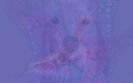 Quiz: Bạn mạnh mẽ, quyết đoán hay là người sống giàu tình cảm?