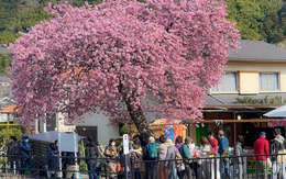 Nhật Bản tăng phí visa