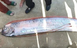 Liên tiếp cá rồng biển xuất hiện gần bờ: Chuyên gia nói gì?