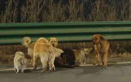 Sự thật phía sau video 'bầy chó trốn kẻ trộm trên cao tốc' đang viral