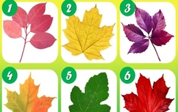 Quiz: Bạn điềm tĩnh, nhẹ nhàng hay hào phóng?