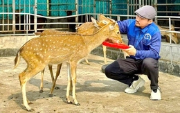 Ước mơ nâng tầm sản phẩm nhung hươu